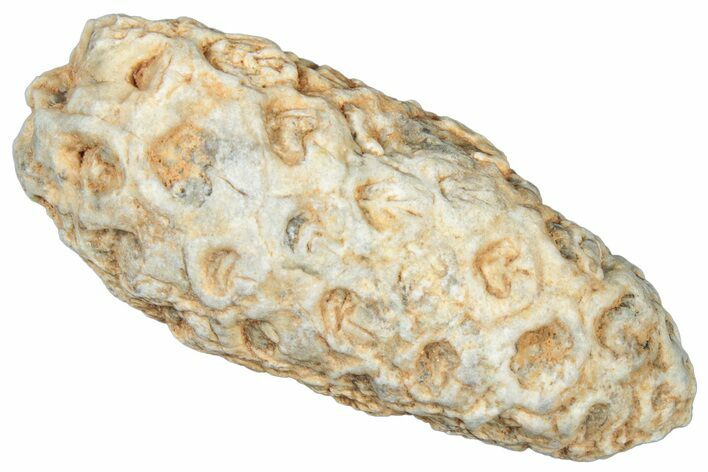 Fossil Cycadophyte Seed Cone - Boujdour, Morocco #325294